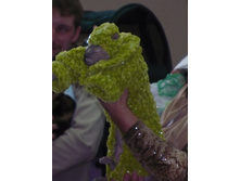 ������ ���������)