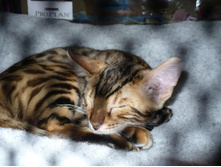 ����� �����