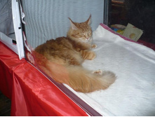 �ݣ ��Σ���)