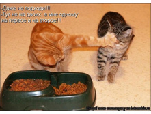 ���� �� �������.jpg