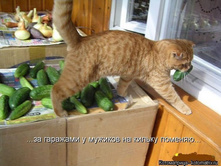 ��� � �������.jpg