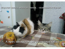 ������� ������.jpg