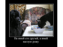 ������ ����.jpg