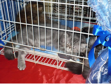 ���� ������� ��������