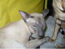 ��������