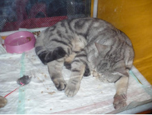 �������� ���)