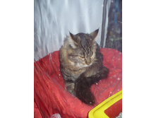 ���-����� ����...