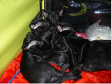 ����� ����-�����) 