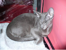 ��� �����