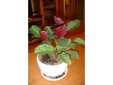 ������� ������� ����2012.JPG