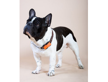 ���� ����� �������