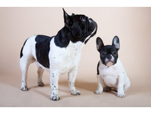 ���� ����� �������