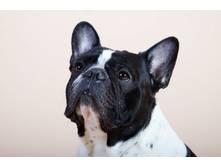 ���� ����� �������