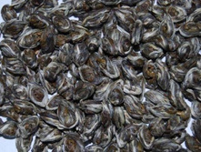   ��� ��� (����� �������)   2280���