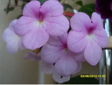 �������� Peach Blossom