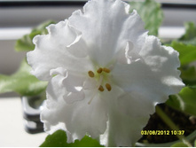 ����� �������