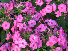 ����� ������� ������