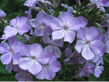 ����� ��� (�������� 2005�)