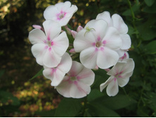 ����� №1(������ ��������)