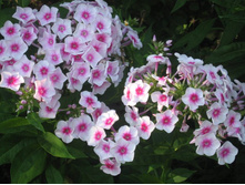 ����� �������