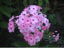 ����� �������