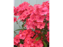 ����� ������ ��� ����� ��������,�� ����������,������ ����� �� ����-����