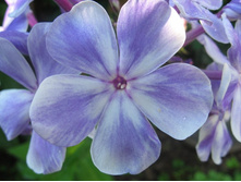 ����� �����(�������������)