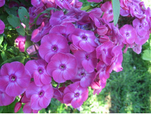 ����� ���� ���