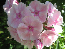 ����� №1(����� ��������)�������� Flora Hornung