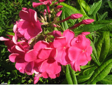 ����� ��������� ����