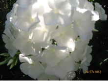 ����� �����