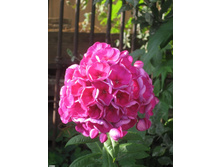 ����� ������