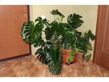 �������� 002.jpg