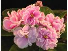 ��-������ ����-25