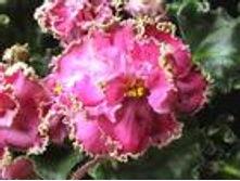 Sancoast Circus Candy