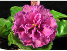 ��-������ ���� ����-25