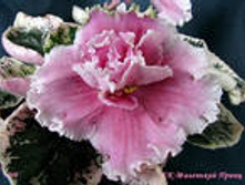 ��-������ �������� ����-25