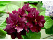 ��-���Σ��� ������