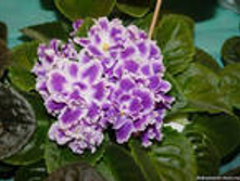 �������-��������� ����-25