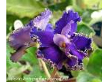 �����(�������� ������)����-25