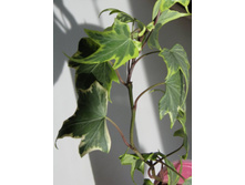 ����������������� ������.