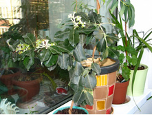 ���ף���� ������������