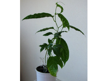 ���� �� �������