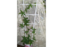 ���������� �������