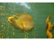 ������ 1