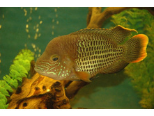 ������ 3