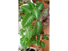 Lilacina viridis.jpg