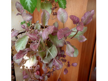 Strauberry Mist 1.jpg