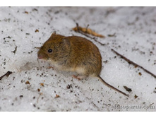 45979281-2008_0315clethorionomys_glareolus1110-2.jpg