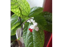 ������������ �������